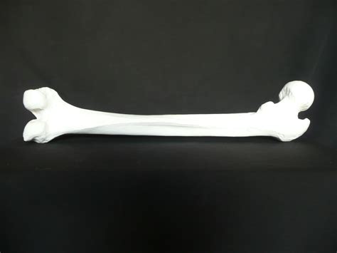 Anatomical Femur Bone Of Human Leg Model Skeletal Components