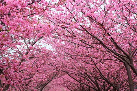 Pink Cherry Blossom Tree Wallpapers Top Free Pink Cherry