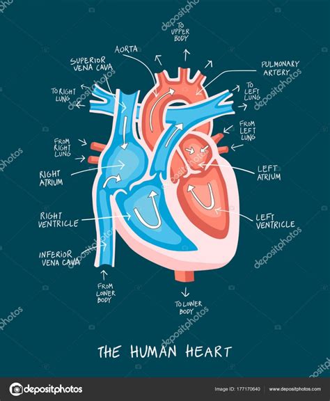 Anatomie Du Coeur Circulation Sanguine Get Images