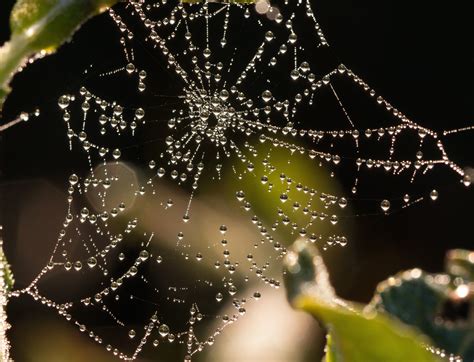 Free Picture Water Drops Spider Web Dew