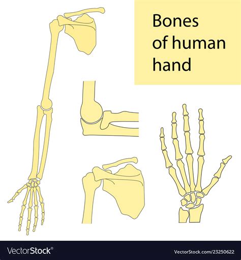 Filehuman Arm Bones Diagramhebsvg Wikimedia Commons