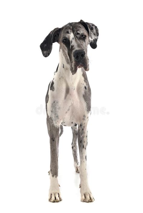Female Great Dane Stock Image Image Of Blue Dogge 166461733