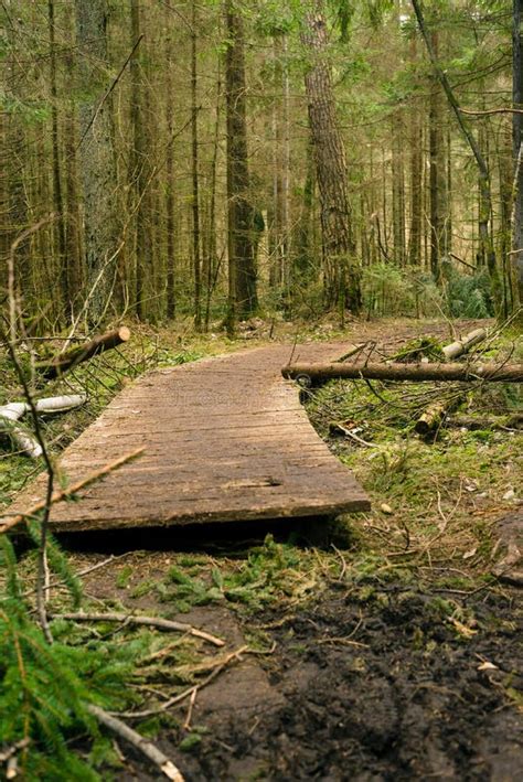 Wooden Bridges Across The Swamp In The Forest Of Belovezhskaya Pushcha