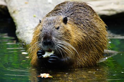 20 Facts About Beavers Behaviors Habitat Senses And More