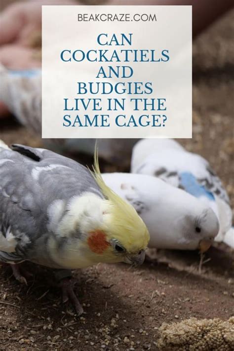 Budgies are highly intelligent birds and make excellent pets. Can Cockatiels And Budgies Live In The Same Cage? Here is ...