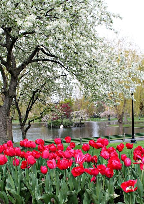 Enjoying Springtime In Boston In 2020 Boston Public Garden Public