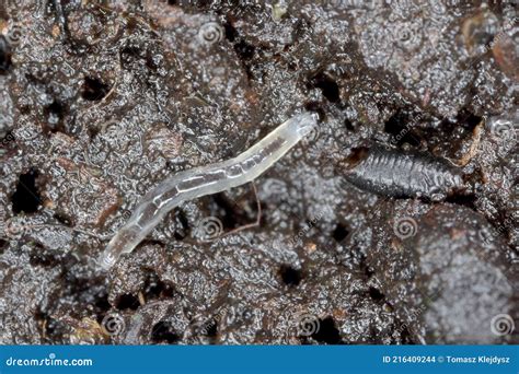 Larva Of Dark Winged Fungus Gnat Sciaridae On The Soil These Are