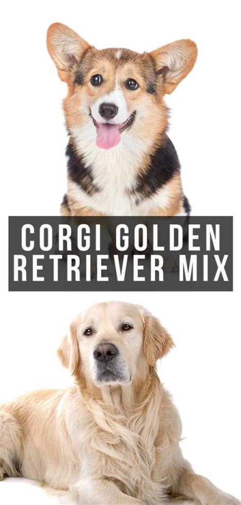Corgi Golden Retriever Mix Everything You Need To Know
