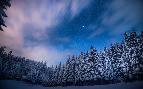 Trees Stars Night Snow Winter Forest Sky Clouds Landscapes