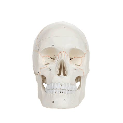 Anatomy Model Human Skull Transparent In 3 Parts