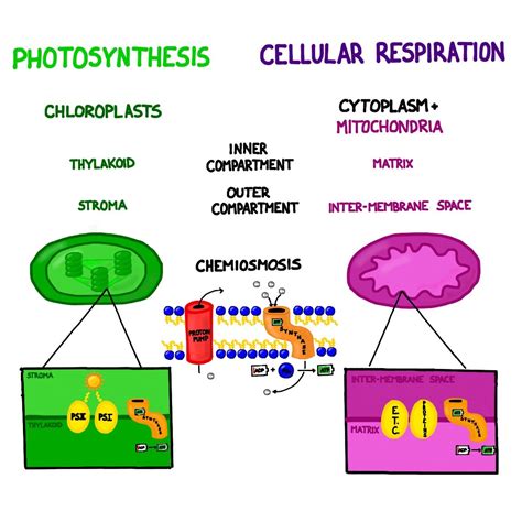 At the end of the cellular respiration, carbon dioxide and water are. 14+ Pictures Of Cellular Respiration Equation Reactants - Anilmals Image