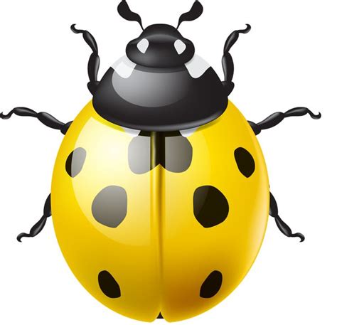 71 Best Clip Art Ladybug Images On Pinterest Ladybugs Clip Art And