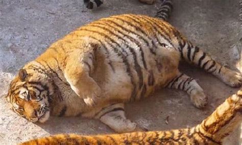 'and he won't fetch and. These extremely chubby tigers may have had a little too ...