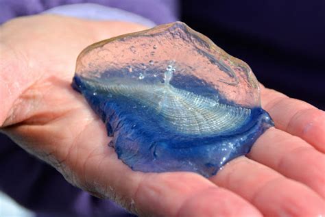 By The Wind Sailor Jellyfish Of The Cape Fear Region Nc · Inaturalist