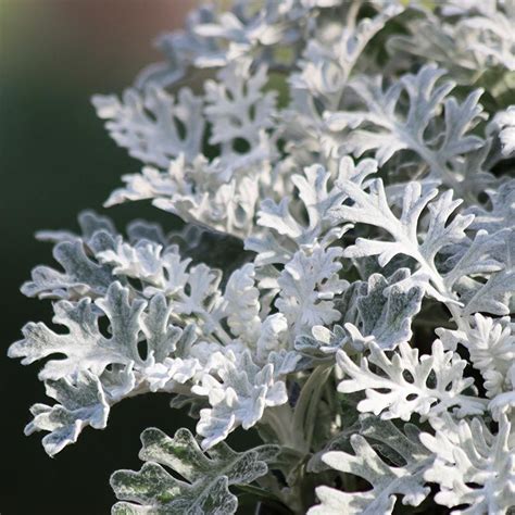 The 12 Best Silver Plants For Your Yard Costa Farms Silver Plant