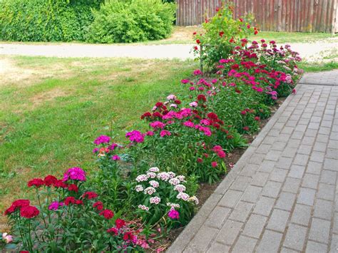 How To Plant Dianthus Flower In Your Garden Tricks To Care