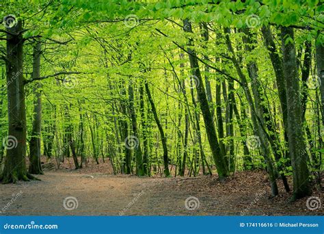 A Path In A Beech Forest During Springtime In SkÃ¥ne Sweden Stock