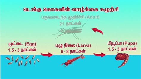 Dengue awareness in Tamil(4) - YouTube