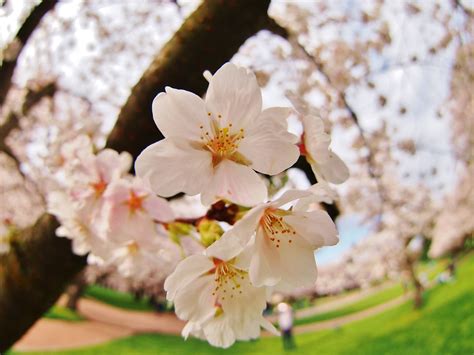 Uw Cherry Blossoms Spring 2014 Photo By Nirupam Nigam Cherry