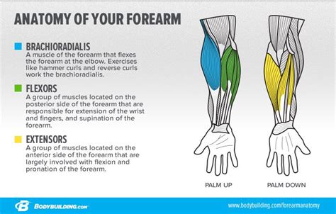 How To Build Monster Forearms Biceps Exercises And Forearm Muscles