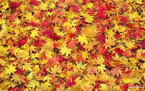 Free Desktop Wallpaper Autumn Leaves Wallpapersafari