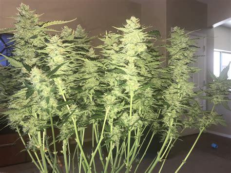 Northern Lights Autoflowers Grow Journal Harvest11 By Growdiaries