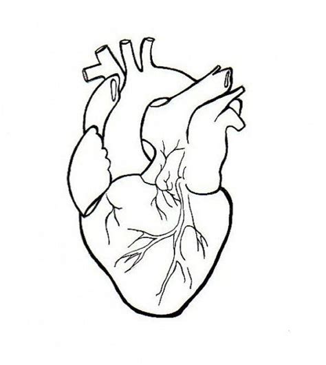Real Heart Human Heart Clipart Drawing Clipartxtras Wikiclipart