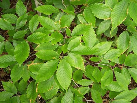 American Beech Fagus Grandifolia Beech Tree Plants Plant Leaves