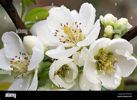 Quince Flowers Chaenomeles Nivalis Stock Photo Alamy