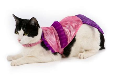 105 Halloween Cat Costumes That Will Make You Smile Mermaid Cat Cute