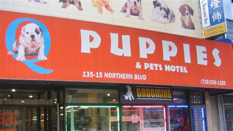 The best pet stores in NYC