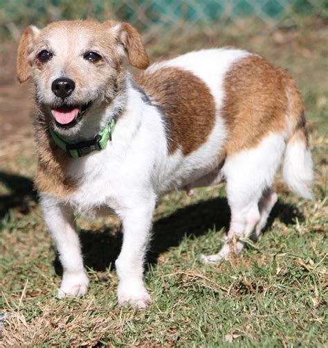 Goldy Small Female Jack Russell Terrier Dog In Nsw Petrescue
