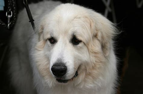 Top 10 Extra Large Dog Breeds Petguide