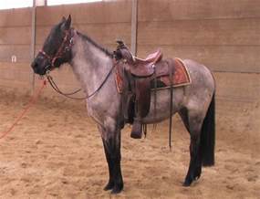 Kentucky Mountain Saddle Horse Breed Profile
