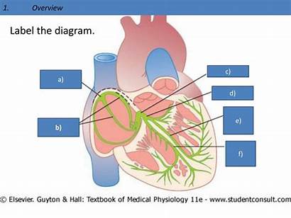 Cardiac Overview Label Conducting Physiology Anatomy System