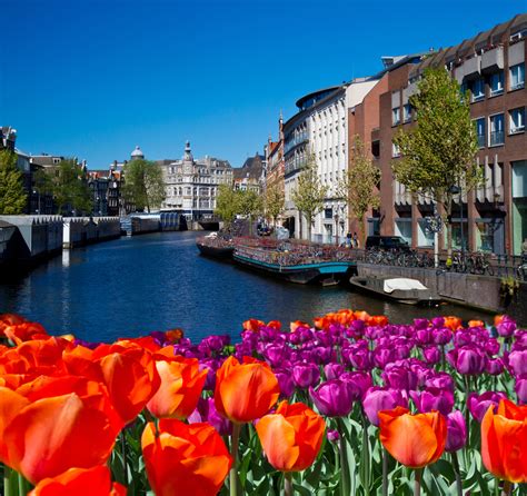 Many people wonder if they can plant tulips in spring. See the Tulips in Holland on a Spring River Cruise