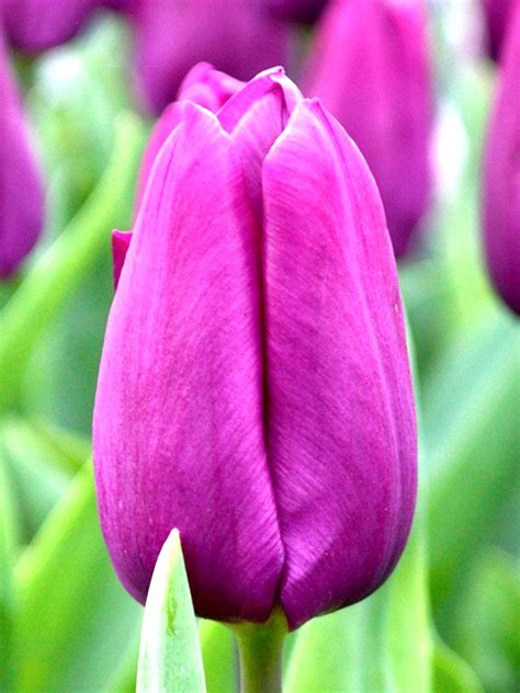 Tulip Bulbs Purple Prince Dutchgrown Uk