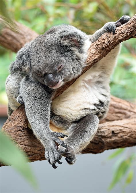 Koala Sleeping Pictures Download Free Images On Unsplash