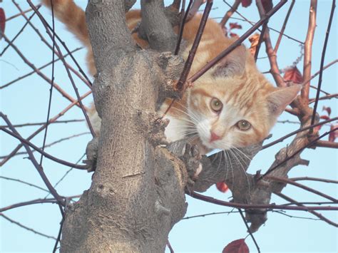 file expectant kitty wikimedia commons