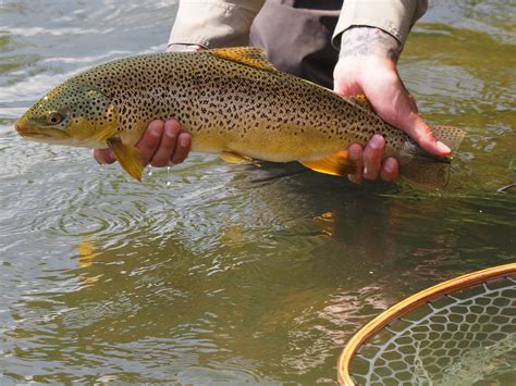 Fishing Report - Early Summer – Bow River Troutfitters