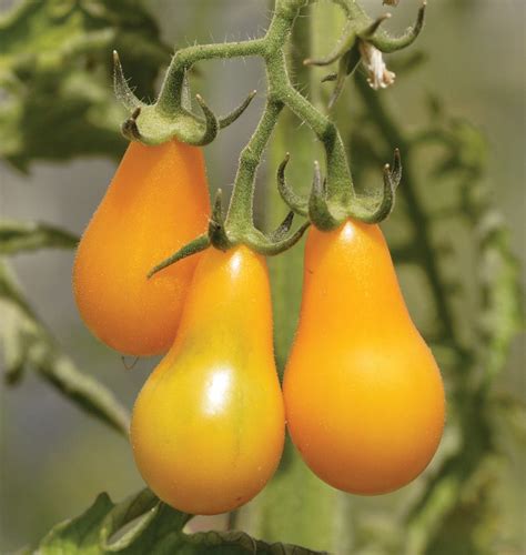 Yellow Pear Cherry Tomato Seeds For Growing Organic Yellow Pear