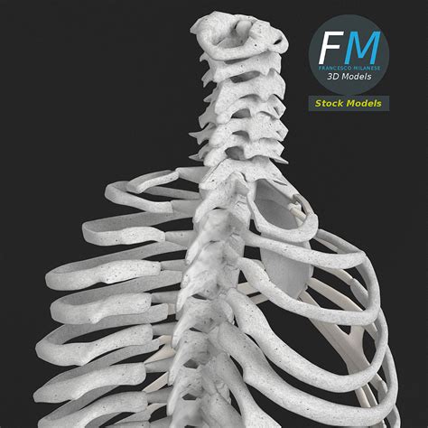 Anatomy Human Spine Torso And Rib Cage Blender Market