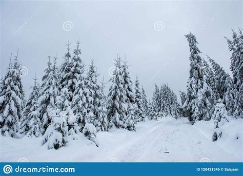 Winter Wonderland Forest Stock Photo Image Of Natural 128421346