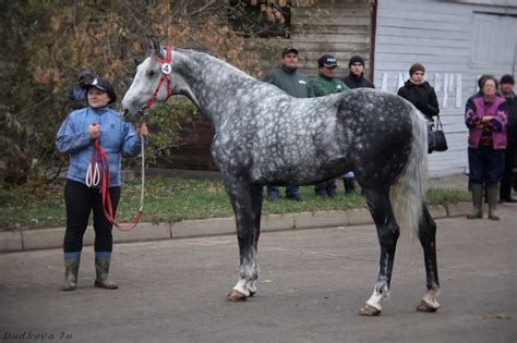 This Is An Orlov Trotter Dapple Grey Stallion Named Indigo East