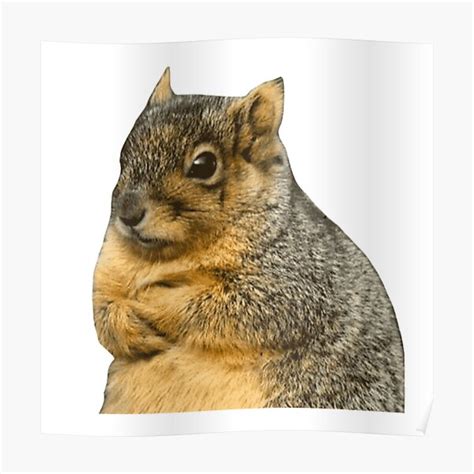 Angry Squirrel Poster By Cutekaley Redbubble