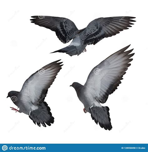 Isolated On White Three Dark Gray Flying Doves Stock Photo Image Of