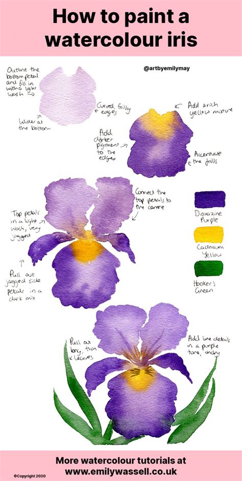 Tutorial How To Paint A Watercolour Iris Flower Emily Wassell