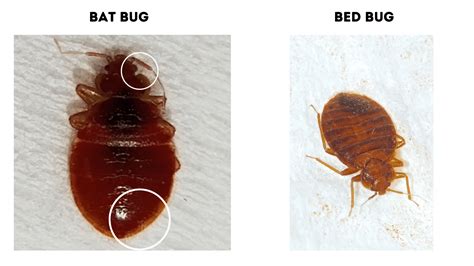 Bat Bug Vs Bed Bug A Guide With Photos Doctor Sniffs