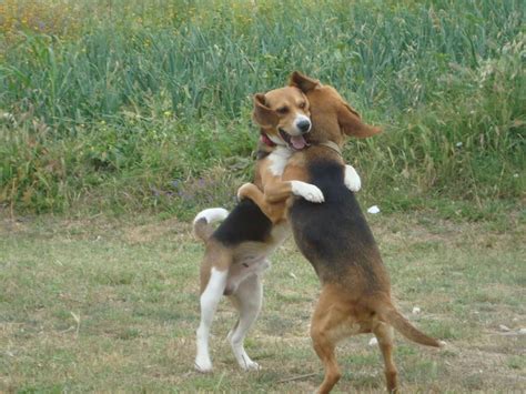 I Am So Glad To See You Happy Dance Baby Beagle Hound Dog Beagle