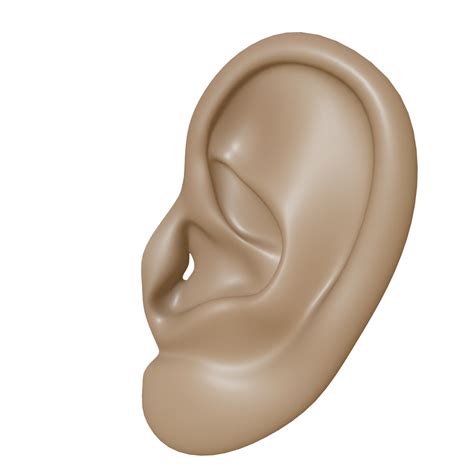 Ear Png Clipart Png All Png All